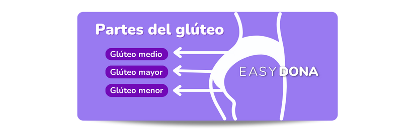 ejercicios-para-gluteos-partes-del-gluteo